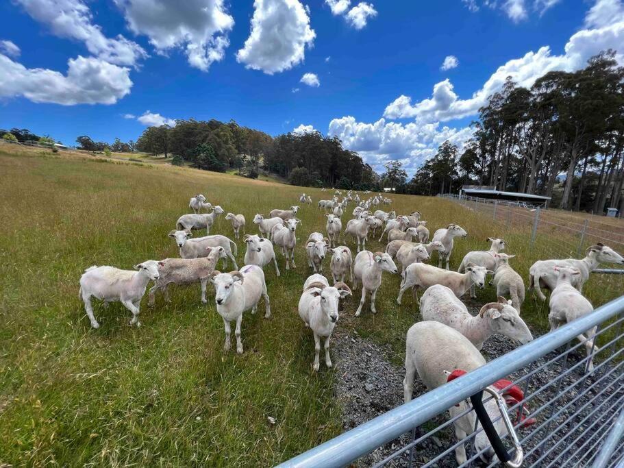 Amaroo With A View Set On A 50 Acre Hobby Farm Collinsvale Exterior foto