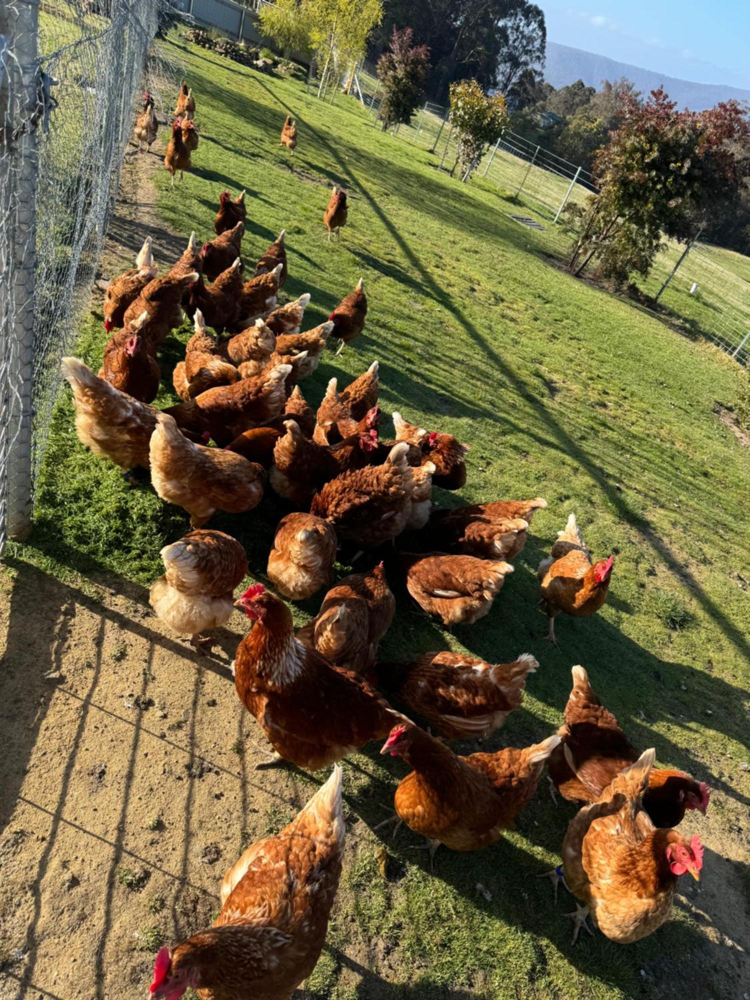 Amaroo With A View Set On A 50 Acre Hobby Farm Collinsvale Exterior foto